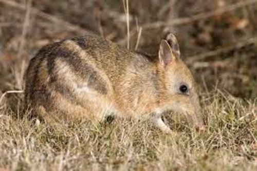 The Eastern Barred Bandicoot Is An Endangered Species