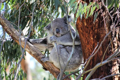 Phillip Island Wildlife - a Fascinating Look at Natural History