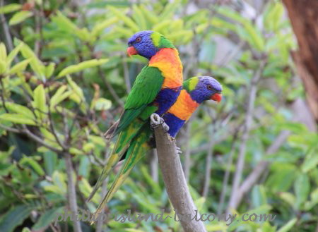 Phillip Island Birdwatching Paradise