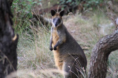 Phillip Island Walking Tracks, a Leisurely Stroll or a Challenge